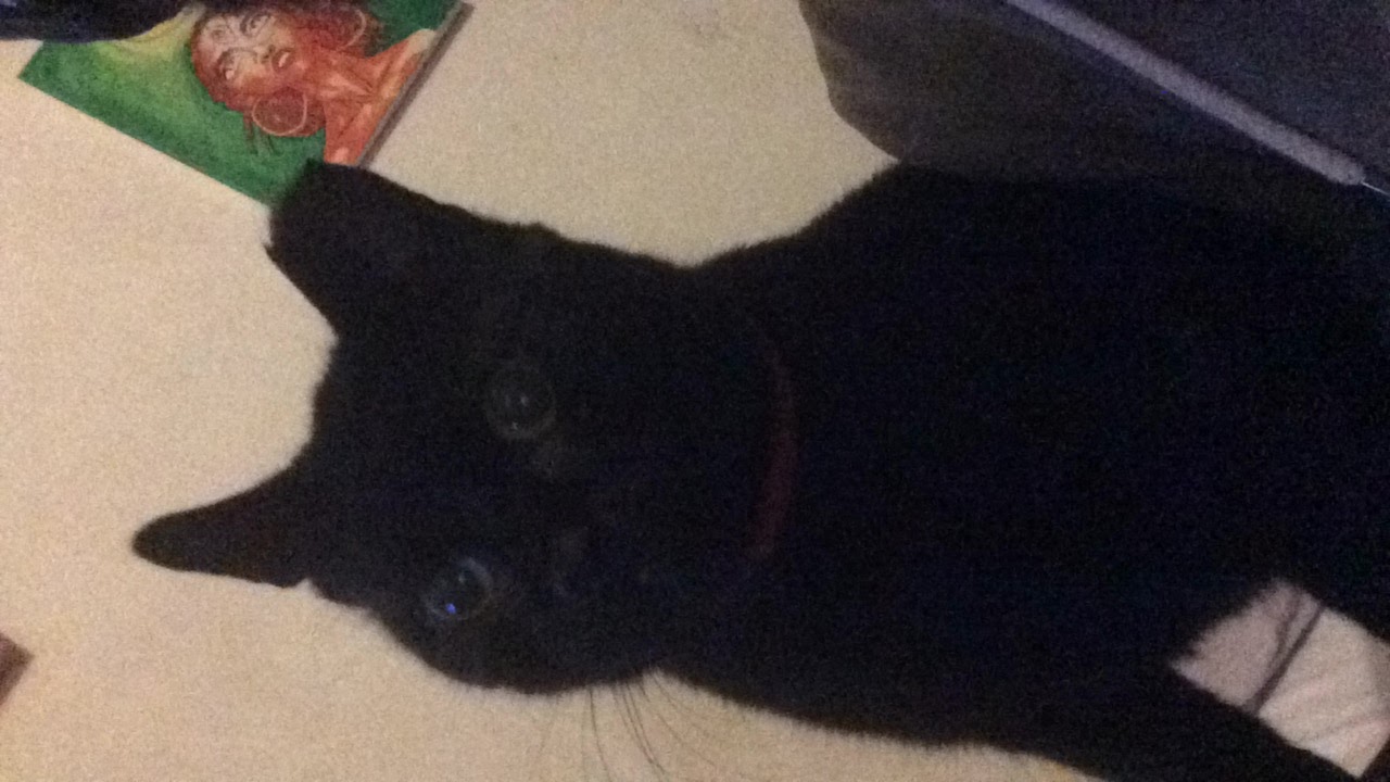 Shadow the cat