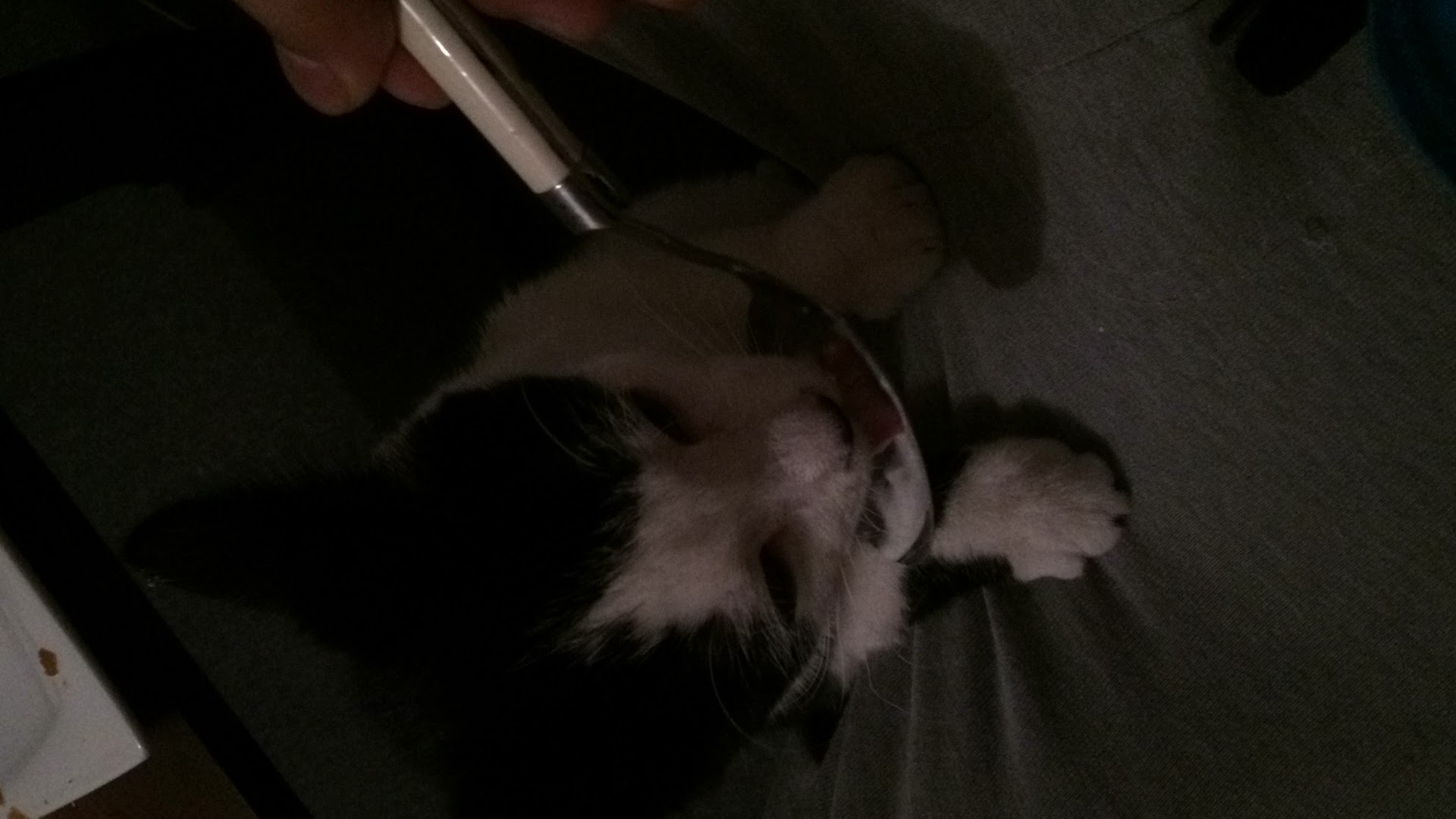 Cat image 11