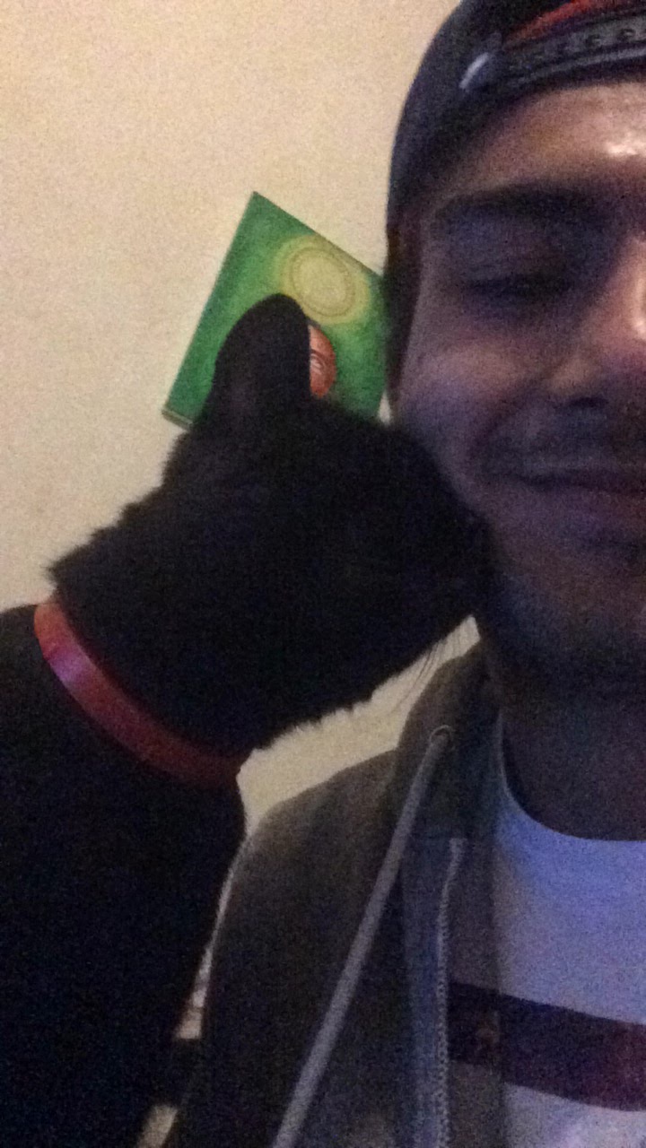 Cat image 2