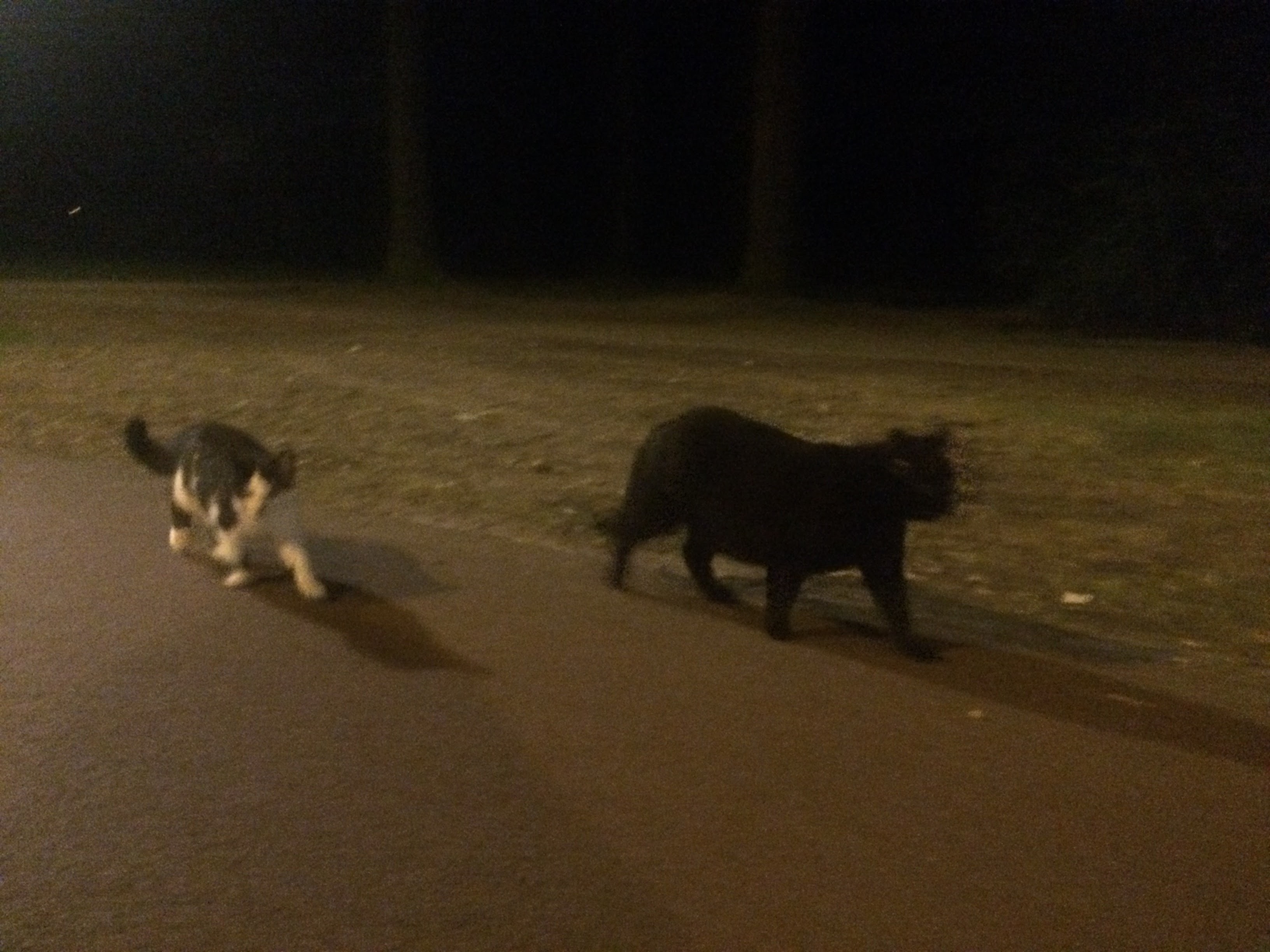 Cat image 3
