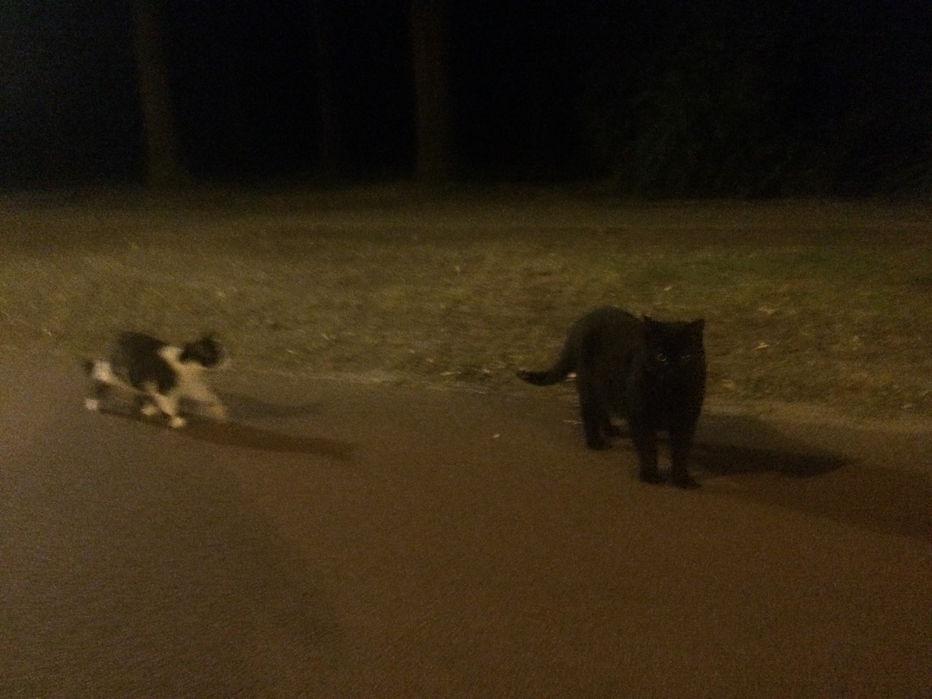 Cat image 4