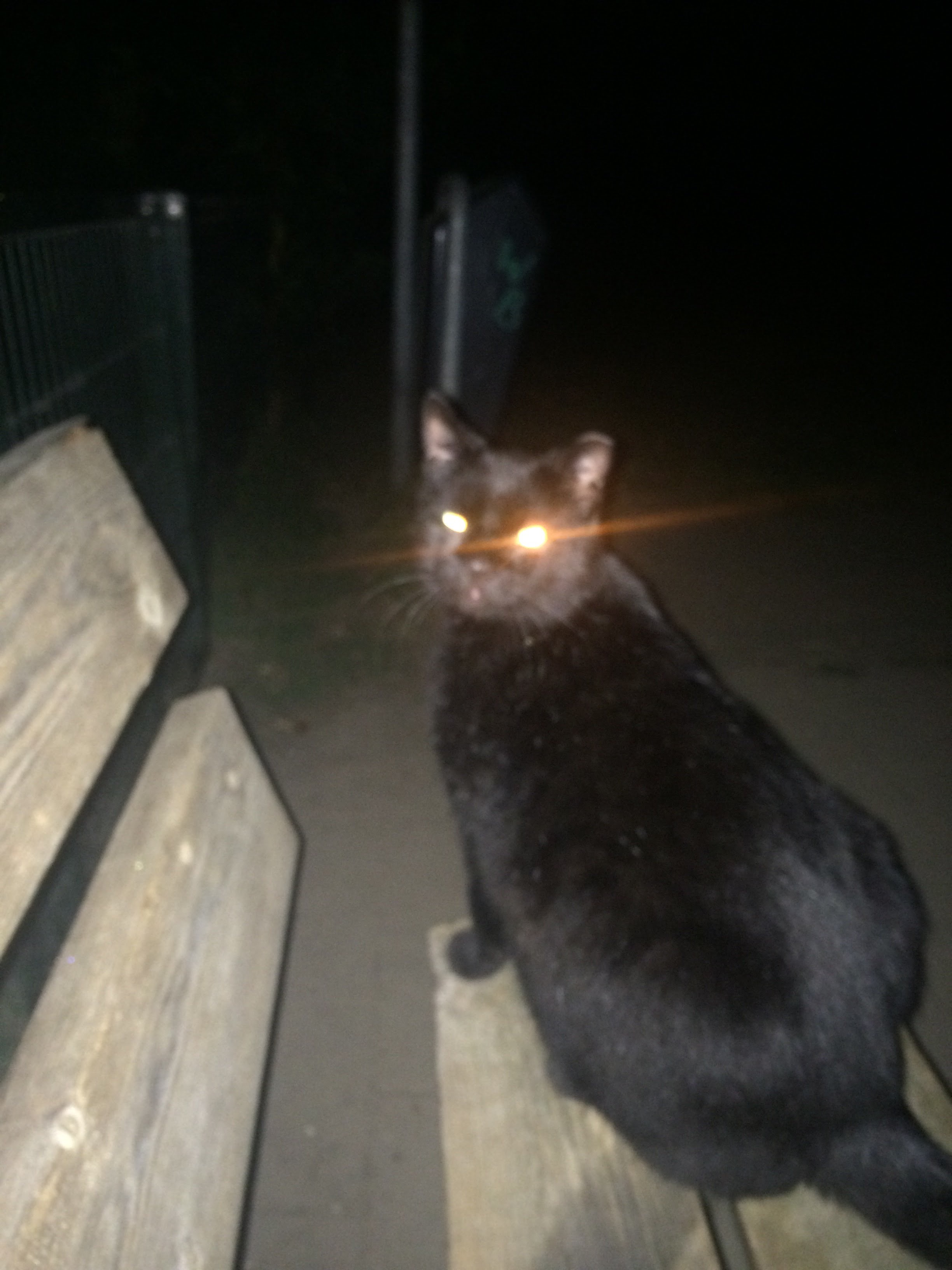 Cat image 5