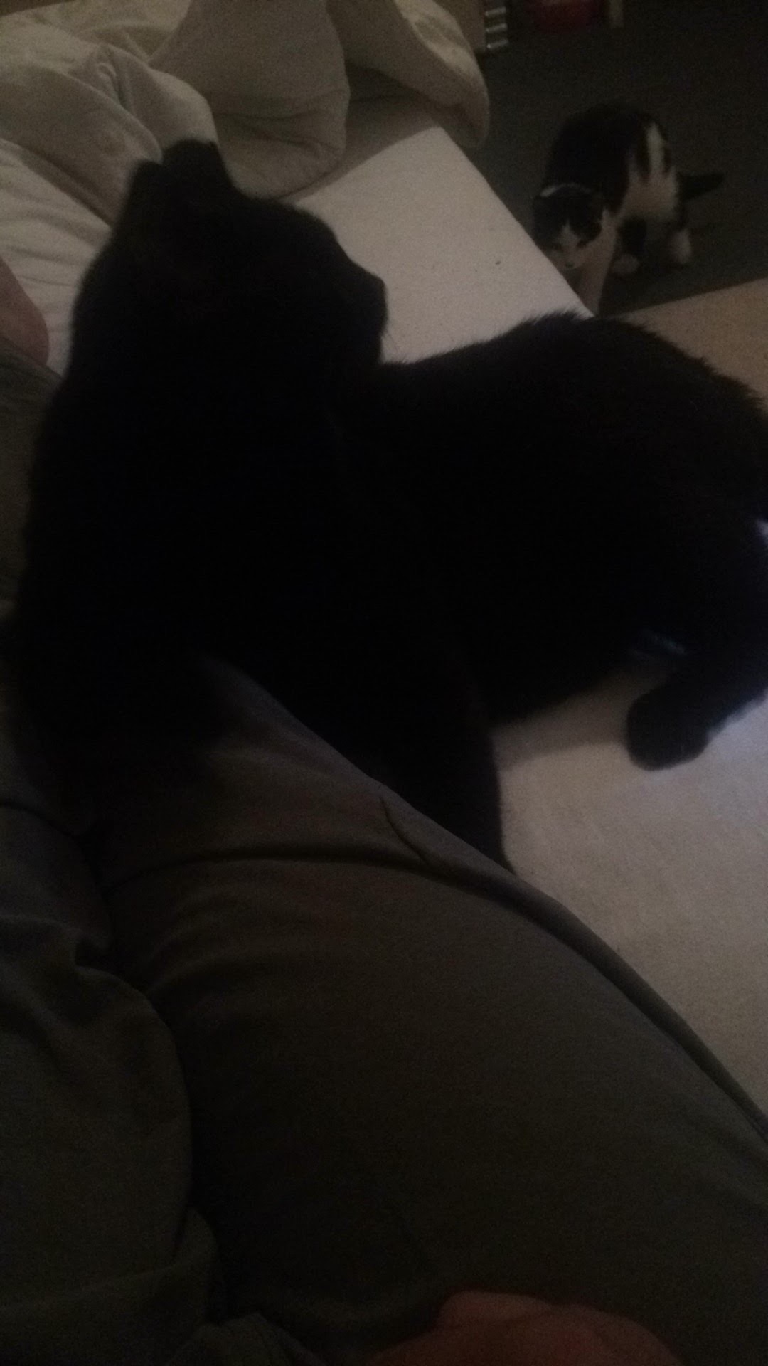Cat image 7