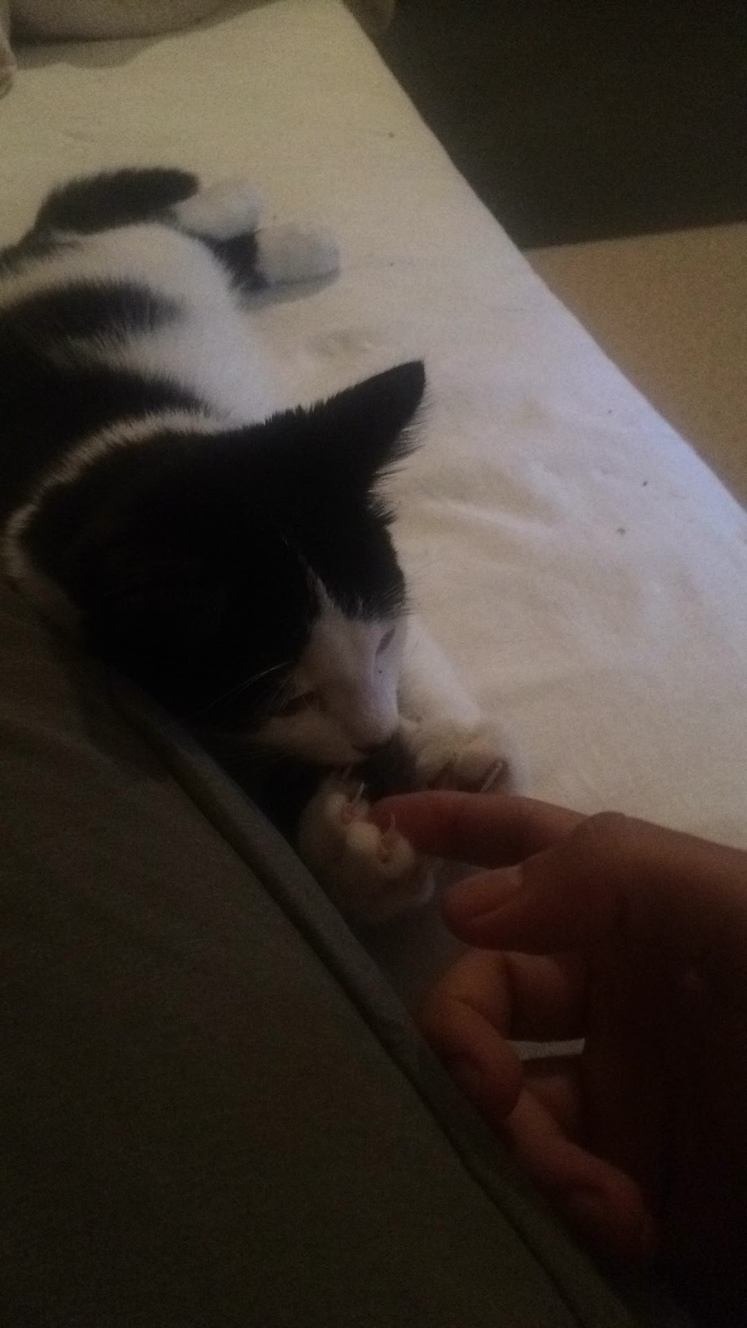 Cat image 8